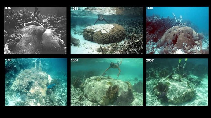 florida_keys_reef_timelapse