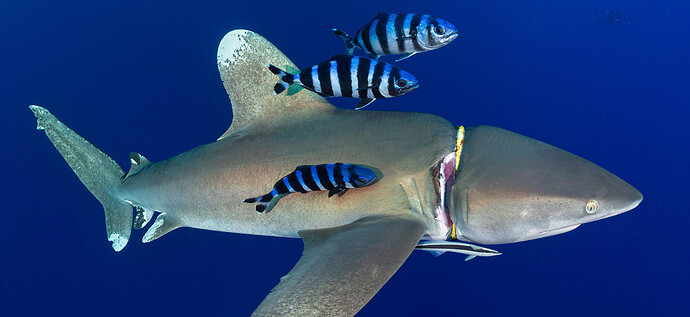 red_sea_white_tip_shark_entangled