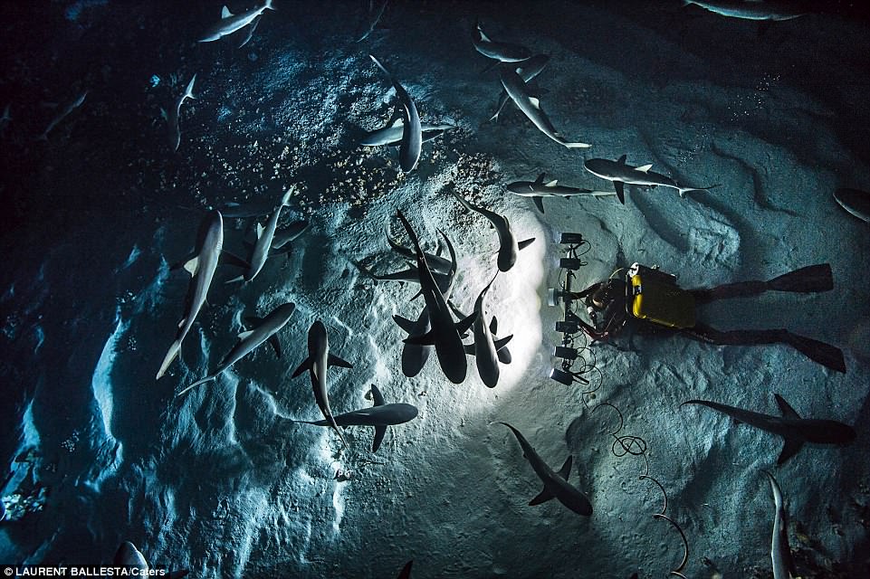 4CE5C68200000578-5806149-Mr_Ballesta_wanted_to_show_how_in_a_group_sharks_can_be_strong_a-a-15_1528385454515